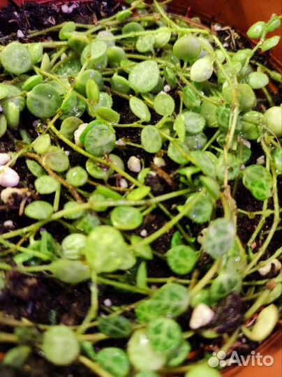 Пеперомия прострата Церопегия Вуди