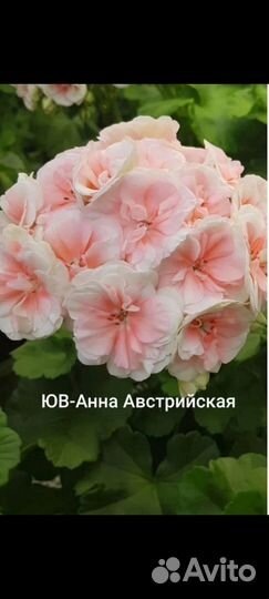 Пеларгония (герань)сортовая