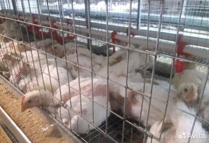 Бройлеры живым весом