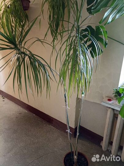 Пальма драцена