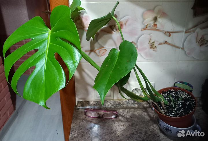 Комнатные цветы. Монстера. Рео.Мята