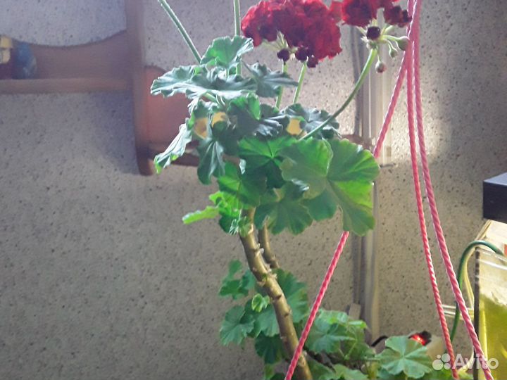 Ампельная герань