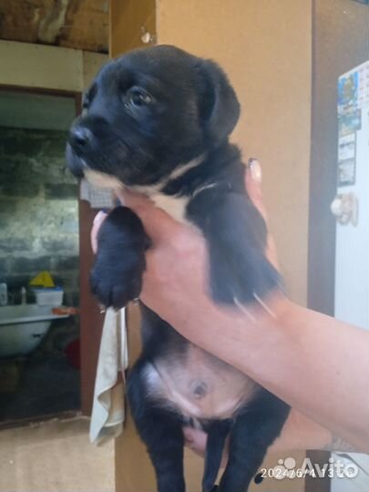 Щенята Стаффорд