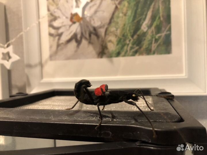 Перуанский палочник