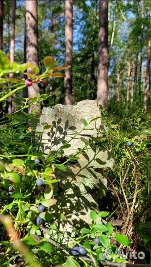 Черника свежая