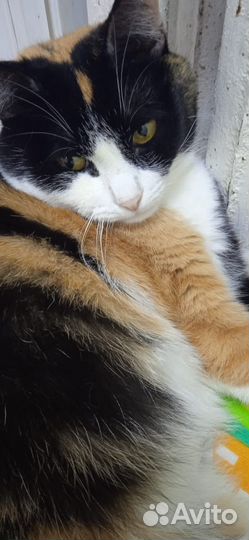 Кошка в дар