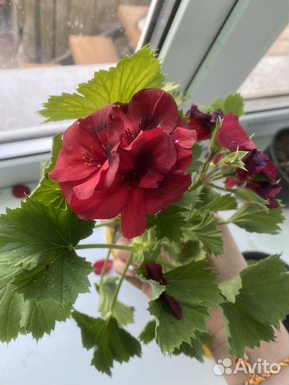 Петунья цветы