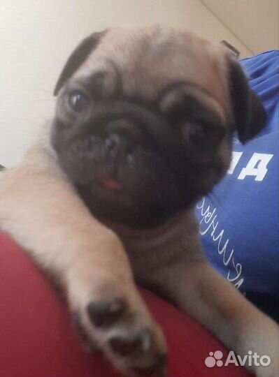 Щенки мопса