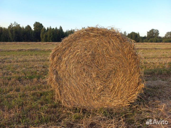 Солома в тюках с доставкой