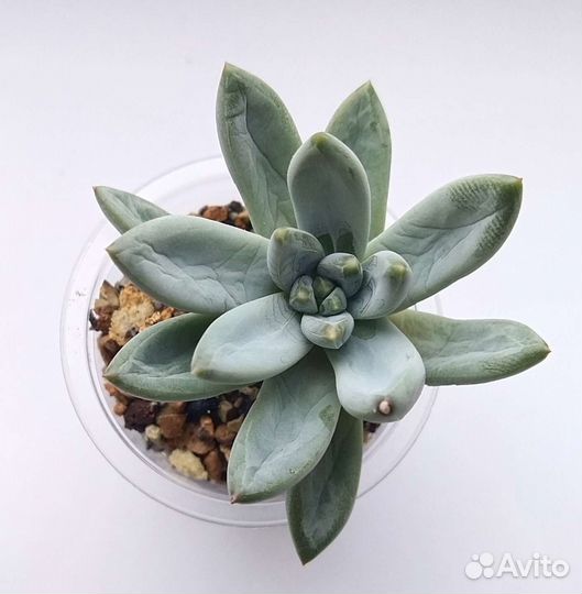 Кактусы и суккуленты