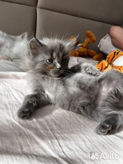 Котята турецкой ангоры