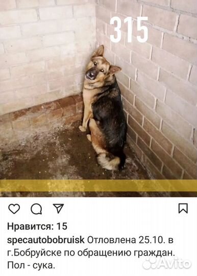 Девочка метис овчарки ищет дом (из усыпалки)