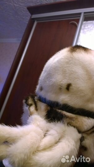 Шапка норка