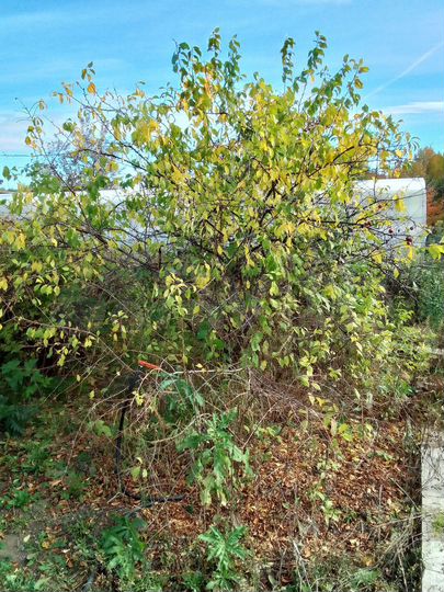 Участок 6 сот. (СНТ, ДНП)