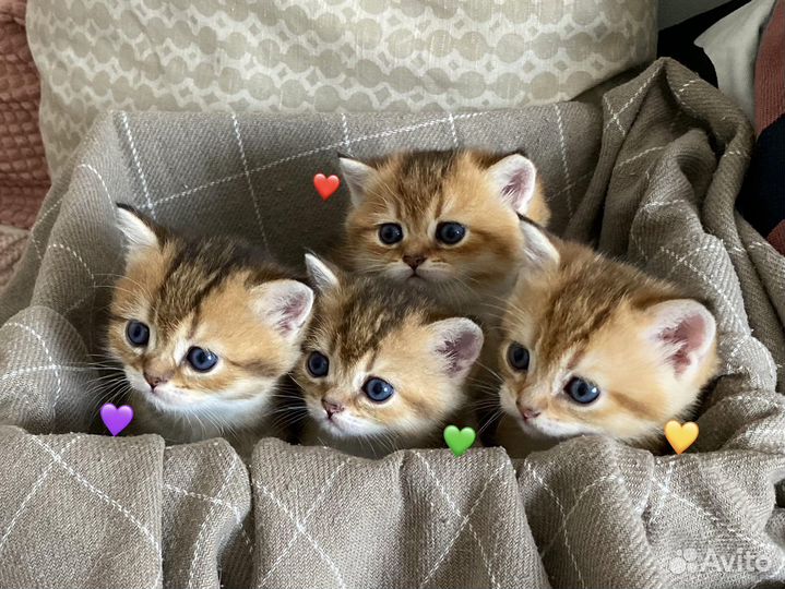 Британские котята золотая шиншилла, д.р.10.07