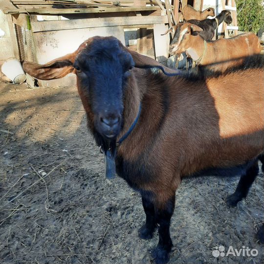 Козел на вязку