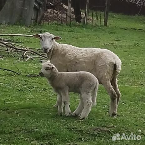 Овцы Куйбышевской породы