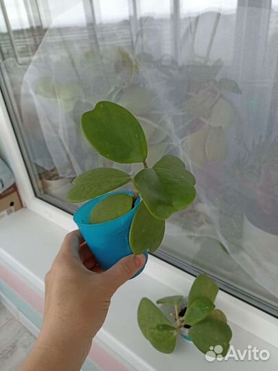 Хойя kerry керри