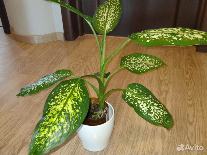 Диффенбахия