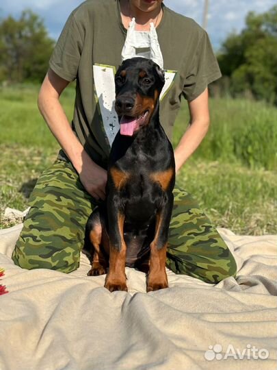 Щенки добермана