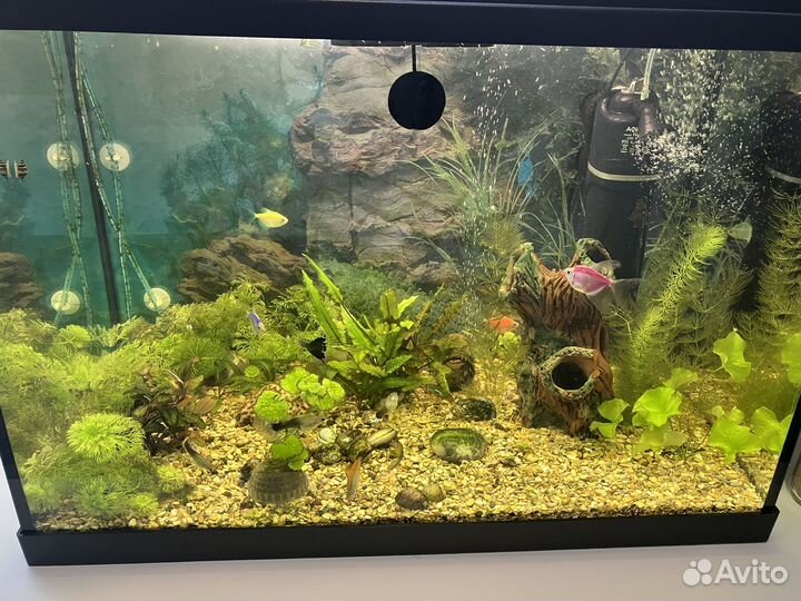 Водоросли для аквариума