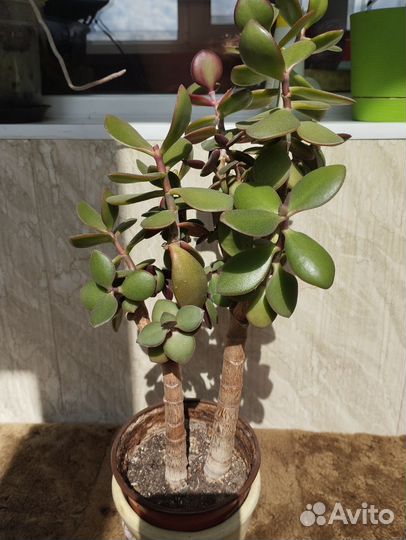 Цветы комнатные