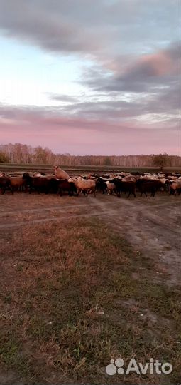 Курдючные бараны овцы ягнят