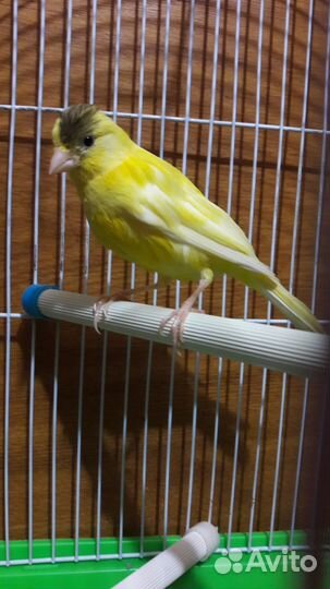 Кенара и канарейки