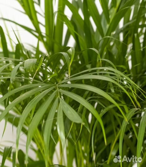 Пальма дипсис высокая, 140 см