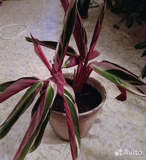 Строманта триколор, традесканция, хойя