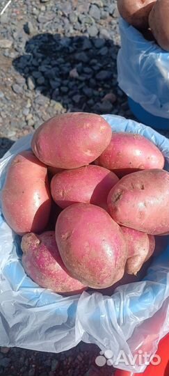 Продам экологически чистый вкусный картофель