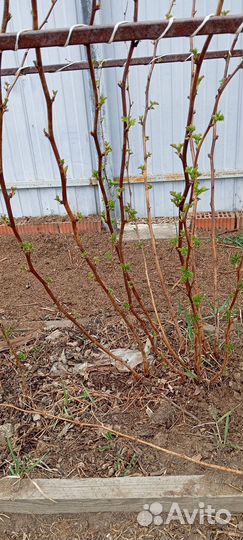 Кусты малины