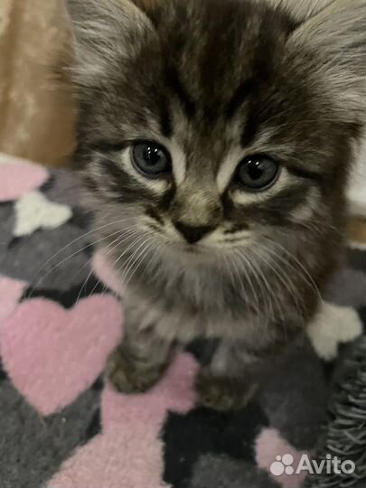 Серый котенок девочка