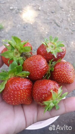 Рассада клубники