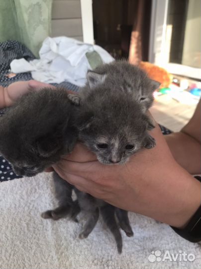 Шотландская вислоухая кошка бесплатно