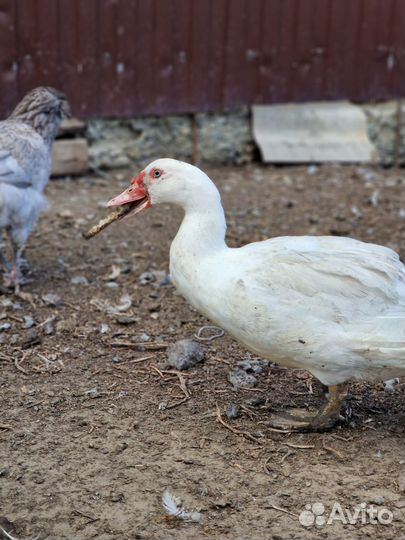 Мясо индоутки