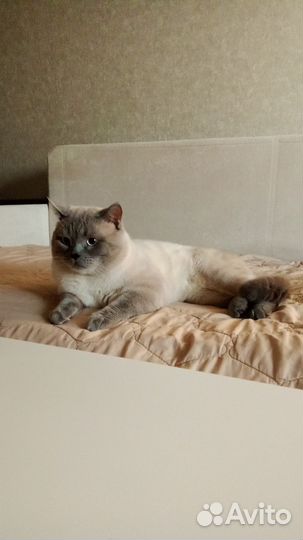 Шотландский кот вязка