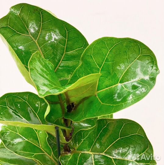 Фикус лирата