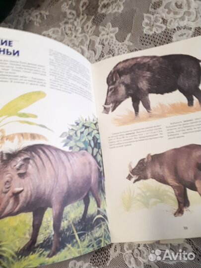 Детская энциклопедия про животных