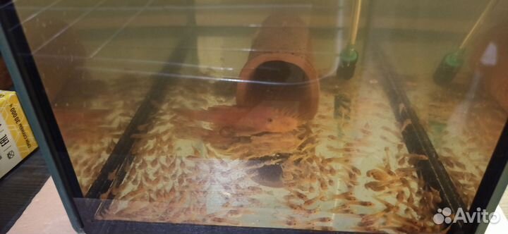 Аквариумные рыбки