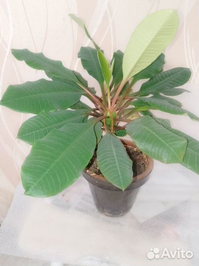 Комнатные цветы