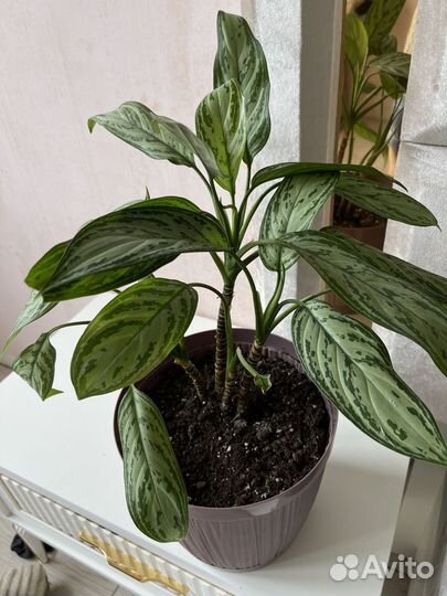 Комнатные цветы