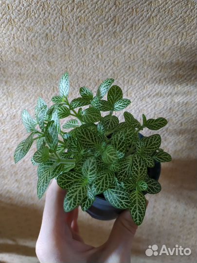 Фиттония бамбино