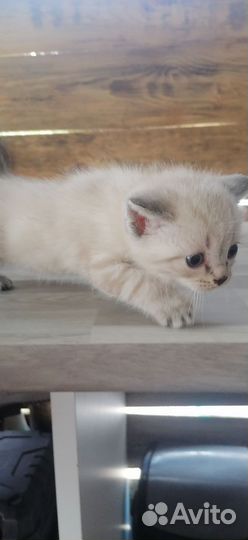 Отдам в добрые руки