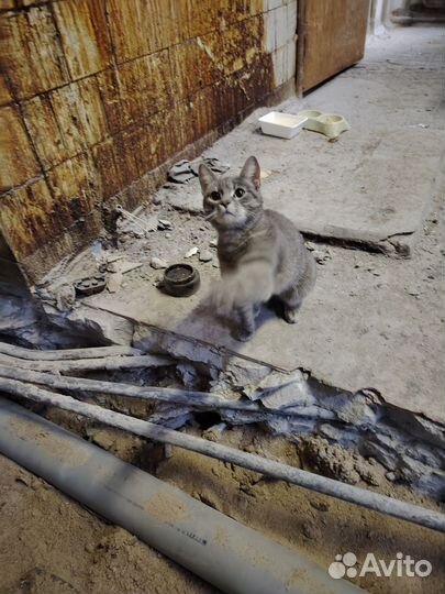 Кошка в добрые руки