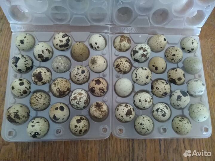 Мясо перепелов