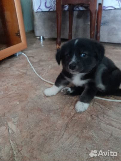 Щенки в добрые руки