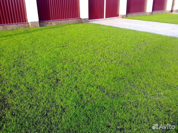 Посевной газон. Озеленение участка