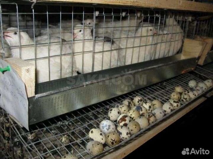 Перепела несушки