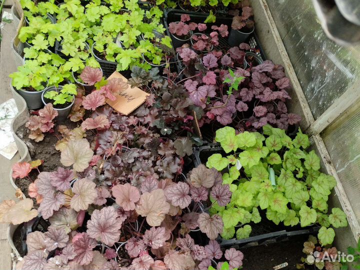 Гейхера большое разнообразие сортов